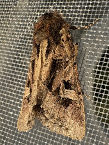 Flame Brocade