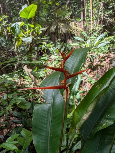 Heliconia acuminata observed 2026-10-15