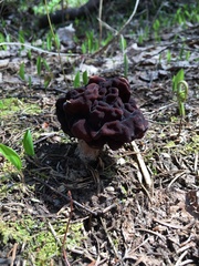 Gyromitra esculenta image