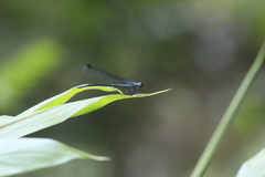 Bayadera brevicauda