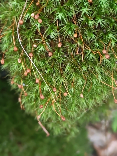 Bartramia pomiformis observed 2026-10-15