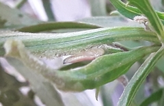 Bucephalogonia xanthophis