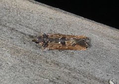 Prostomeus brunneus