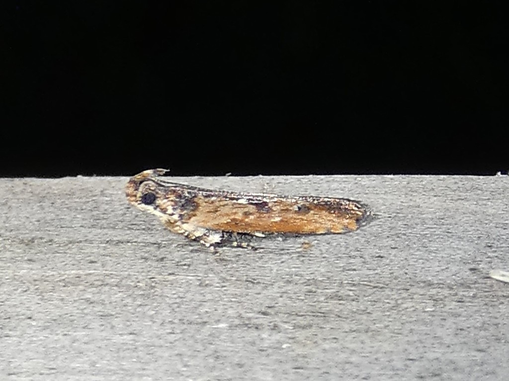 Prostomeus brunneus