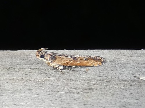 Prostomeus brunneus
