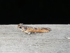 Prostomeus brunneus