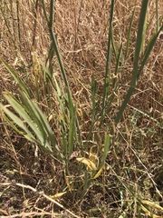 Perideridia kelloggii