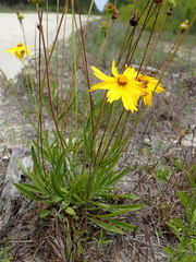 Coreopsis lanceolata image