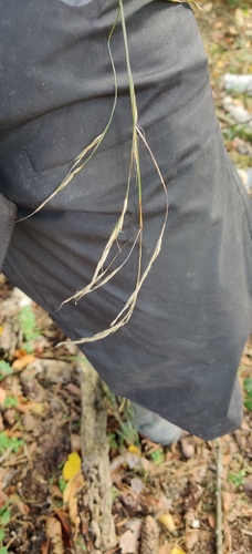 Lolium giganteum observed 2026-10-15