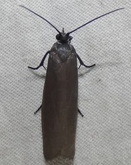 Urodus parvula
