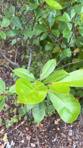 Stranvaesia davidiana observed 2026-10-15