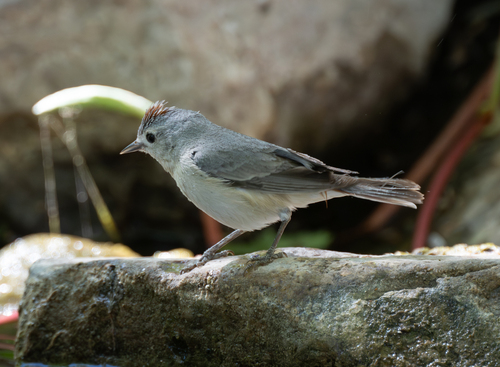 Lucy's Warbler