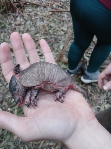Armadillo de nueve bandas observed by luckytaz