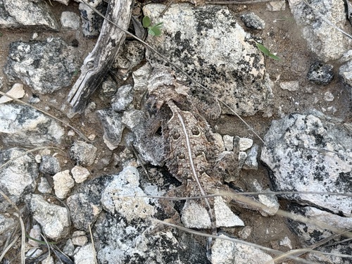 Texas Horned Lizard observed by scottholt