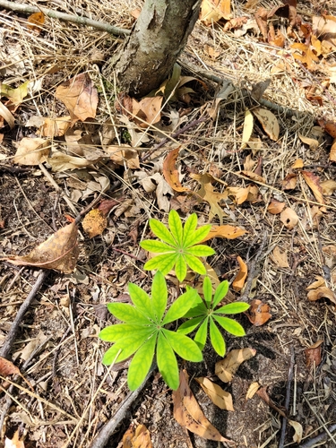 Lupinus perennis, 2026-10-15