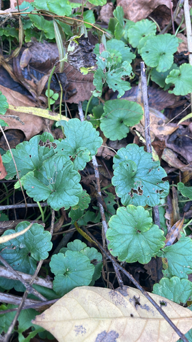 ground-ivy
