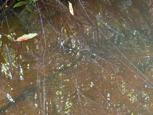 Leucauge argyra