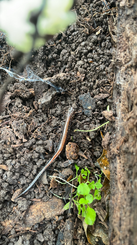 Eastern Red-backed Salamander