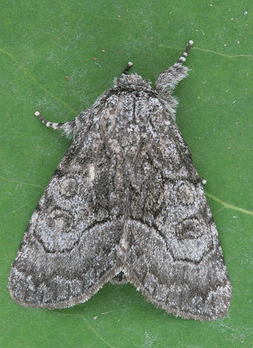 subfamilia Dilobinae · NaturaLista Colombia