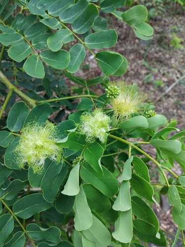 Albizia lebbeck observed 2026-10-15