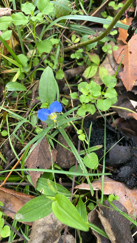 Asiatic dayflower