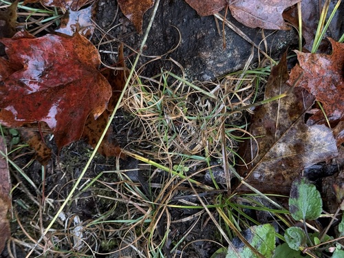 Danthonia spicata observed 2026-10-14