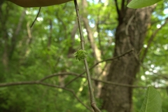 Dryocosmus floridensis
