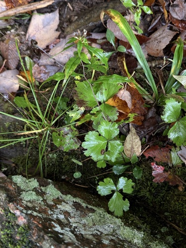 Geum fragarioides observed 2026-10-14