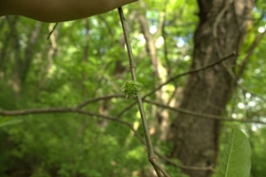Dryocosmus floridensis