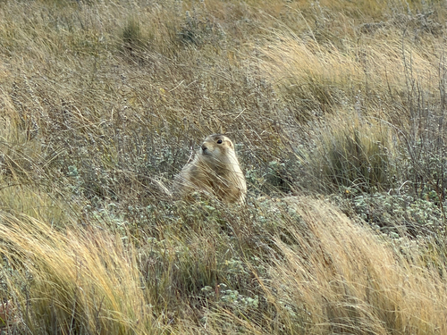 Gunnison's Prairie Dog observed by alex85541