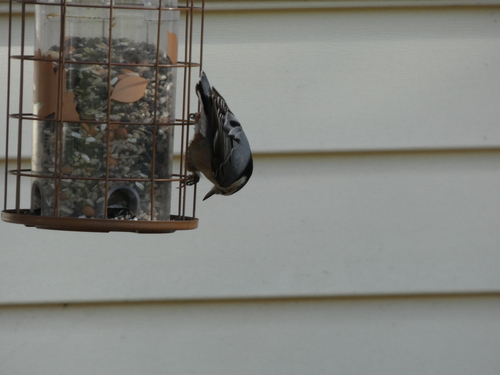 White-breasted Nuthatch