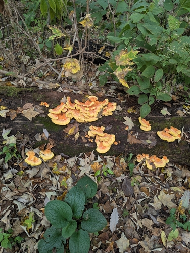 chicken of the woods