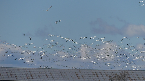 Snow Goose