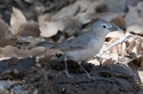 Lucy's Warbler