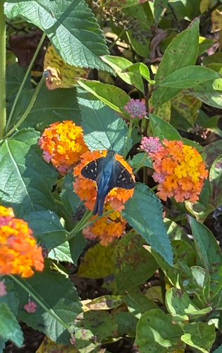 Long-tailed Skipper