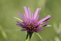 Tragopogon porrifolius porrifolius