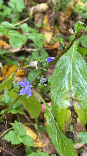 tall bellflower
