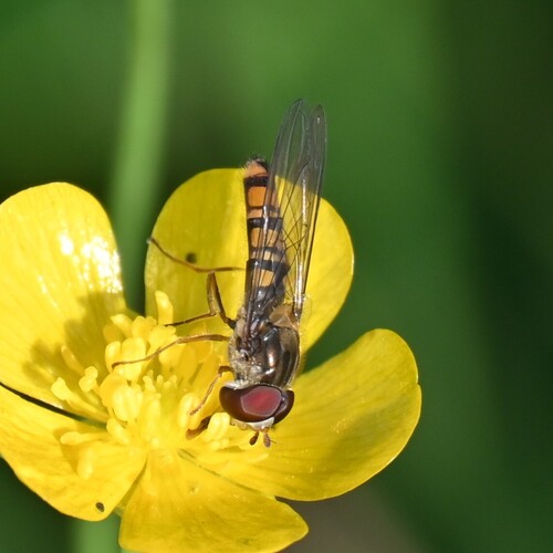 Marmalade Hover Fly