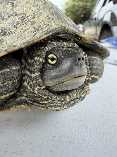 False Map Turtle