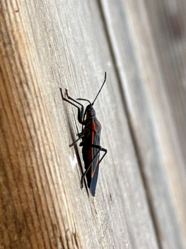 Eastern Boxelder Bug