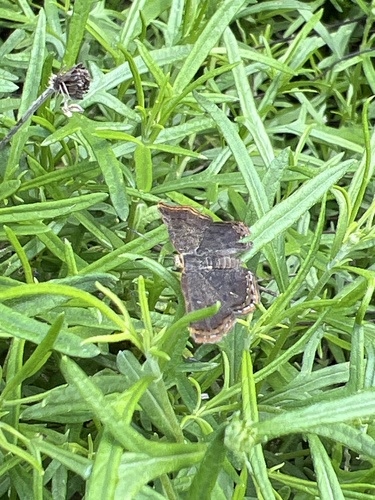 Red-bordered Metalmark
