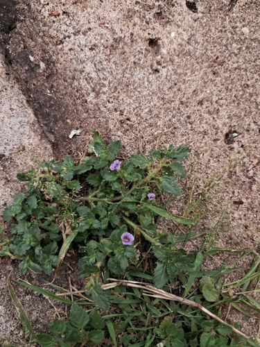 Stemodia verticillata observed 2026-10-04