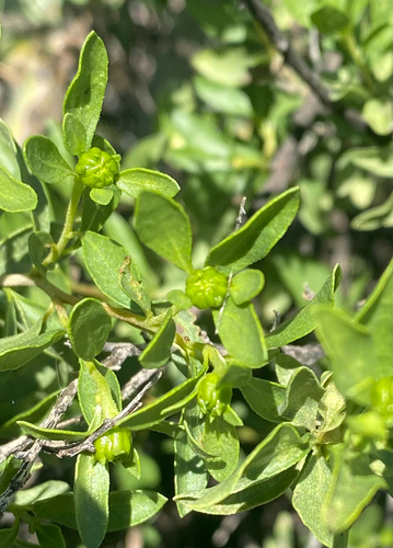 American Tarwort