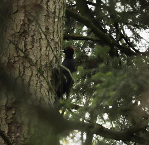 Black Woodpecker