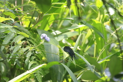 Papilio bianor thrasymedes