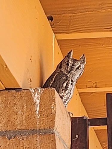 Western Screech-Owl observed by az_caver
