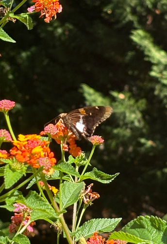 Silver-spotted Skipper