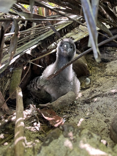 Puffinus pacificus observed 2026-10-14