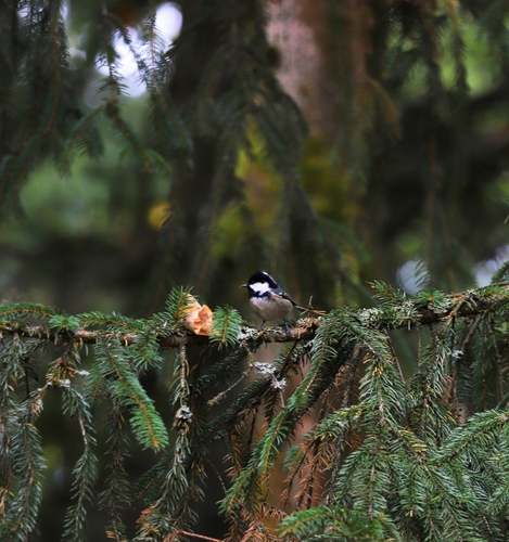 Coal Tit