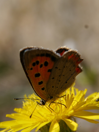 Small Copper
